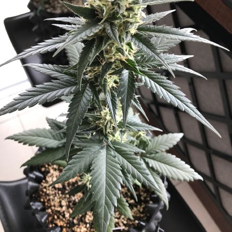 Ouro Verde #1 growlog timeline photo