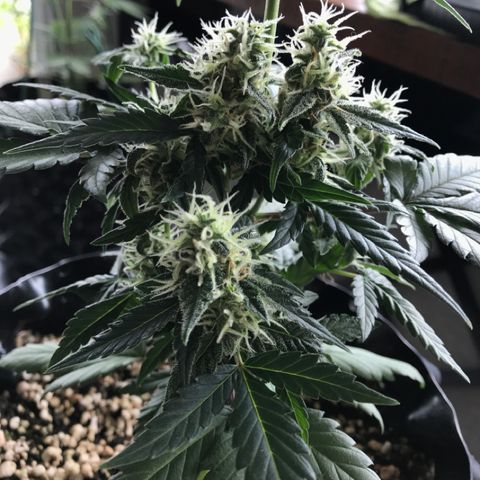 Ouro Verde #1 growlog timeline photo