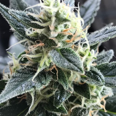 Ouro Verde #1 growlog timeline photo