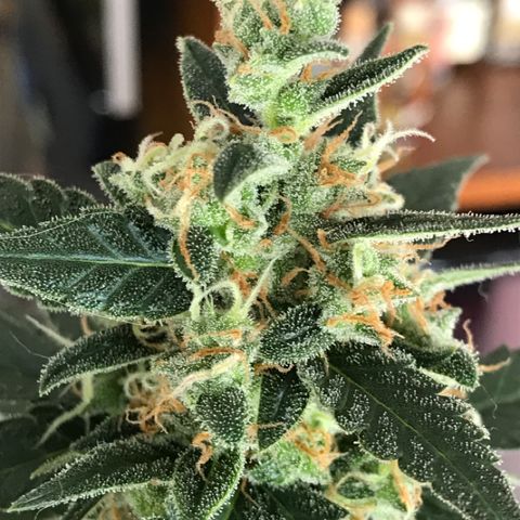 Ouro Verde #1 growlog timeline photo