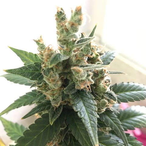 Ouro Verde #1 growlog timeline photo