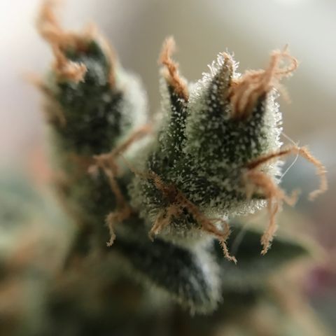 Ouro Verde #1 growlog timeline photo