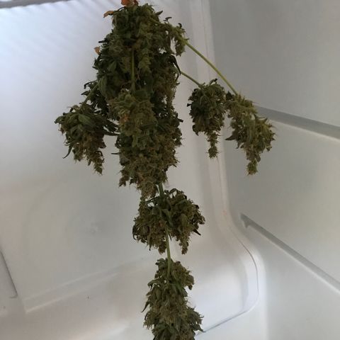 Ouro Verde #1 growlog timeline photo