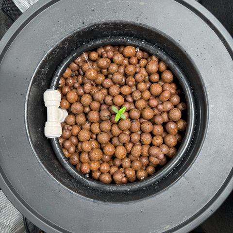 Gorilla Cookies Auto growlog timeline photo