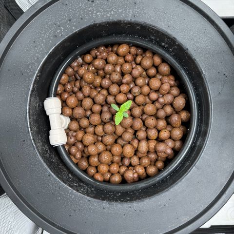 Gorilla Cookies Auto growlog timeline photo