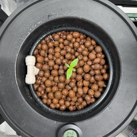Gorilla Cookies Auto growlog timeline photo