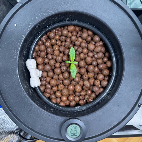 Gorilla Cookies Auto growlog timeline photo