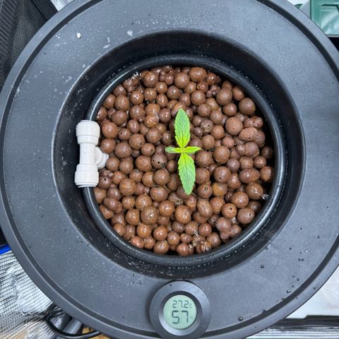Gorilla Cookies Auto growlog timeline photo