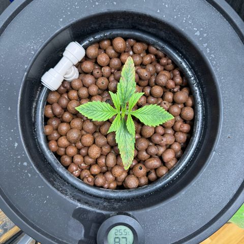 Gorilla Cookies Auto growlog timeline photo