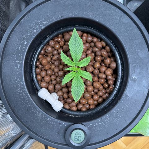 Gorilla Cookies Auto growlog timeline photo