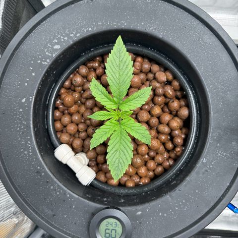 Gorilla Cookies Auto growlog timeline photo