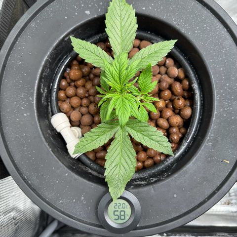Gorilla Cookies Auto growlog timeline photo