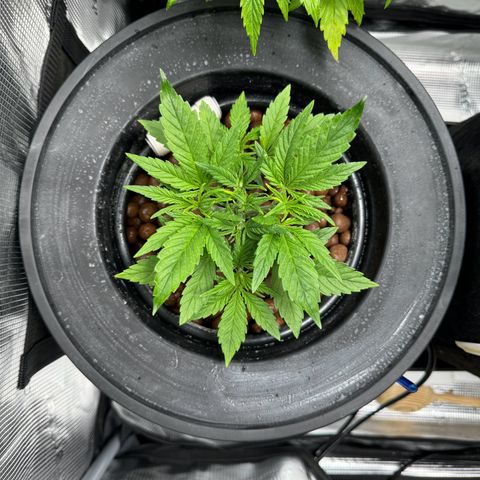 Gorilla Cookies Auto growlog timeline photo
