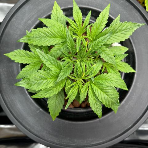 Gorilla Cookies Auto growlog timeline photo