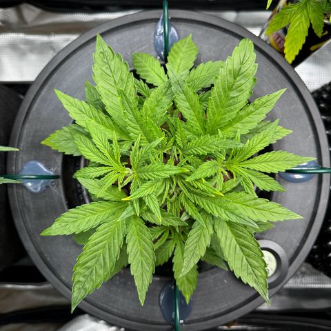 Gorilla Cookies Auto growlog timeline photo