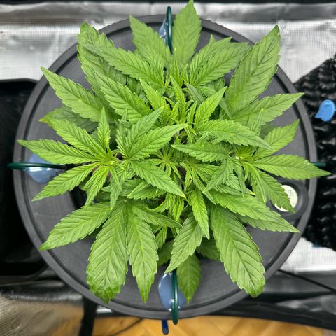 Gorilla Cookies Auto growlog timeline photo