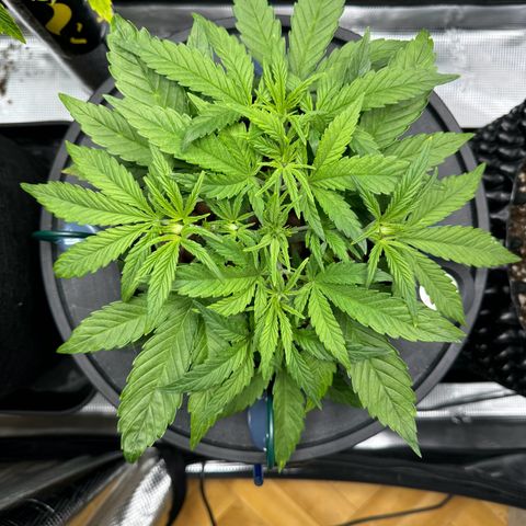 Gorilla Cookies Auto growlog timeline photo