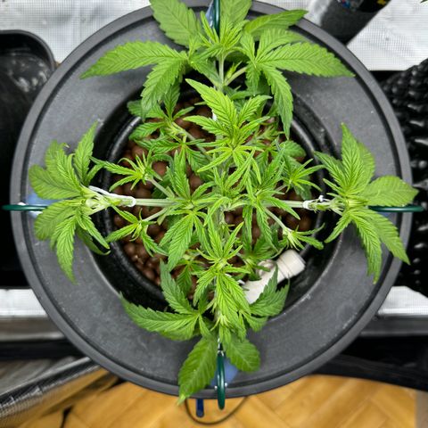 Gorilla Cookies Auto growlog photo: Defolation 