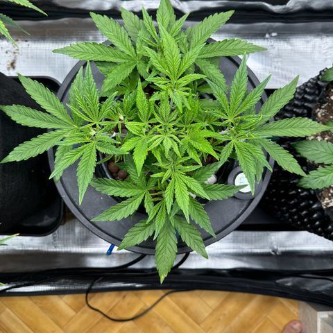 Gorilla Cookies Auto growlog timeline photo