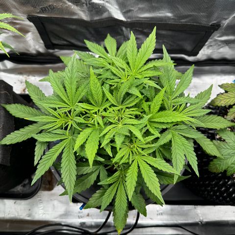 Gorilla Cookies Auto growlog timeline photo