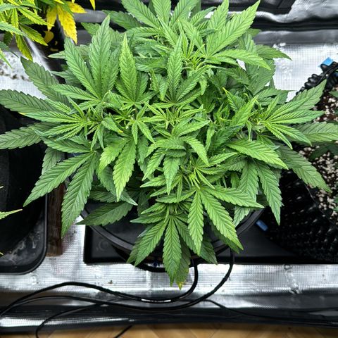 Gorilla Cookies Auto growlog timeline photo