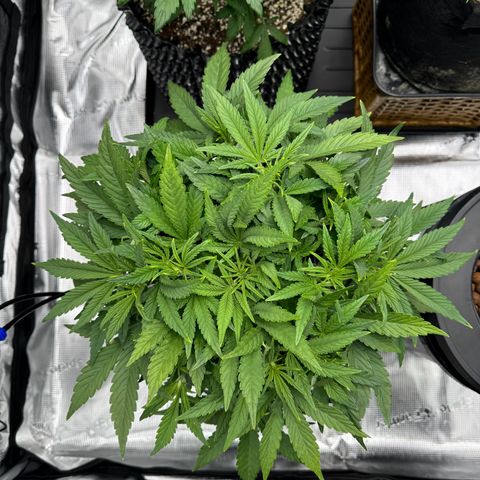 Gorilla Cookies Auto growlog timeline photo