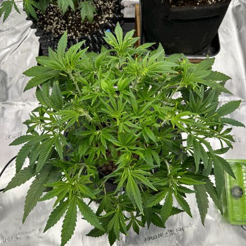 Gorilla Cookies Auto growlog timeline photo