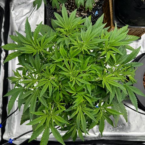 Gorilla Cookies Auto growlog timeline photo