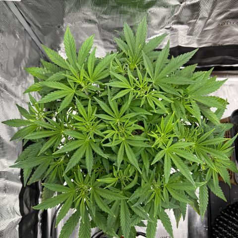 Gorilla Cookies Auto growlog timeline photo