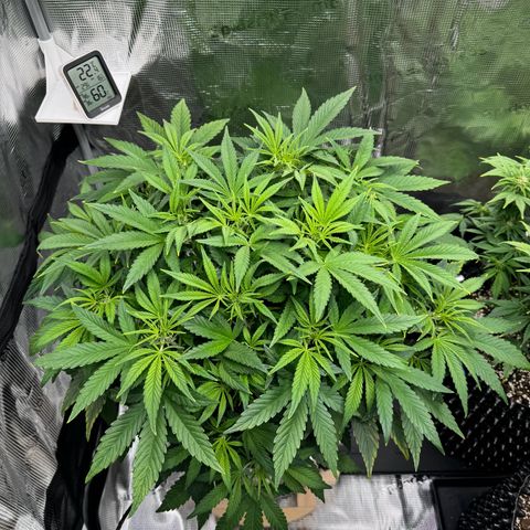 Gorilla Cookies Auto growlog timeline photo