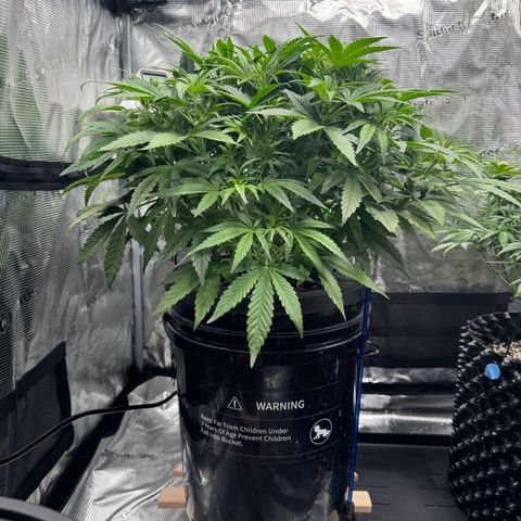 Gorilla Cookies Auto growlog timeline photo