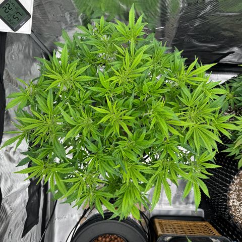 Gorilla Cookies Auto growlog timeline photo