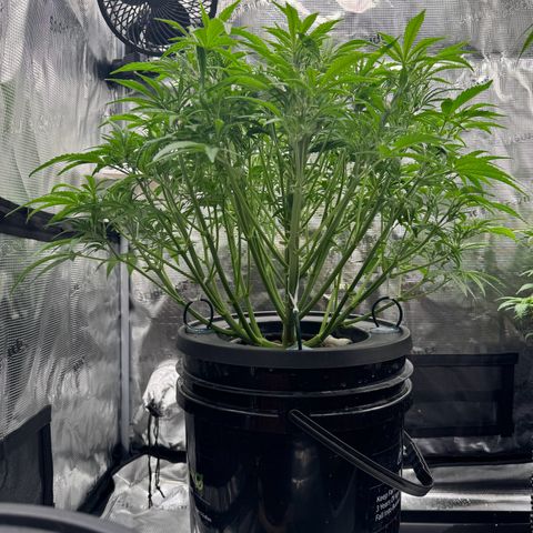 Gorilla Cookies Auto growlog timeline photo