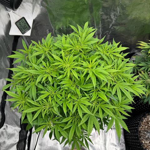Gorilla Cookies Auto growlog timeline photo