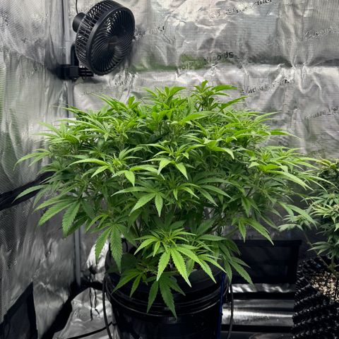 Gorilla Cookies Auto growlog timeline photo