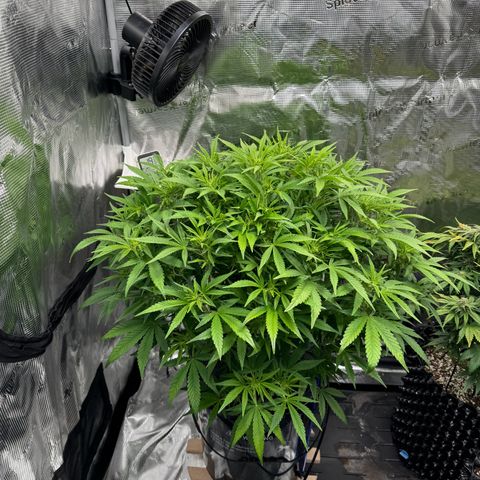 Gorilla Cookies Auto growlog timeline photo