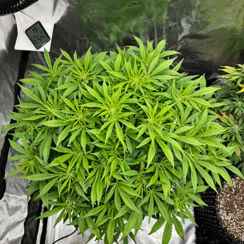 Gorilla Cookies Auto growlog timeline photo