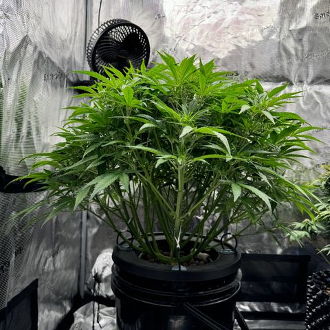 Gorilla Cookies Auto growlog timeline photo