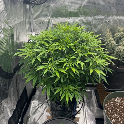 Gorilla Cookies Auto growlog timeline photo
