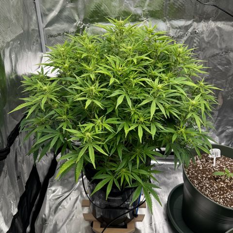 Gorilla Cookies Auto growlog timeline photo