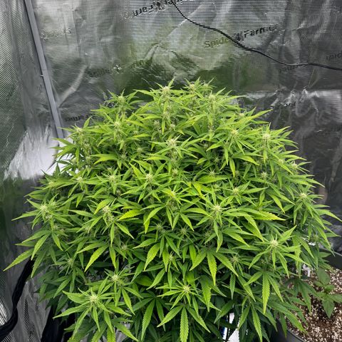Gorilla Cookies Auto growlog timeline photo