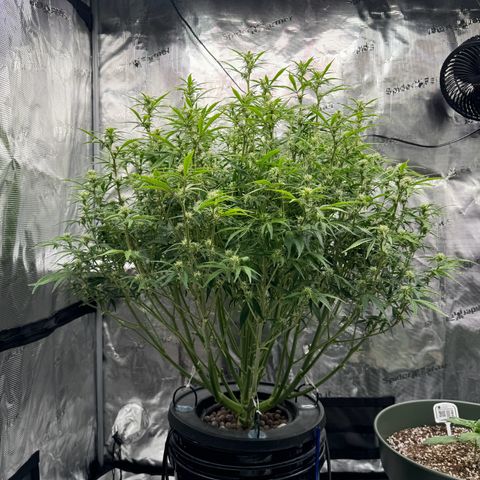 Gorilla Cookies Auto growlog timeline photo