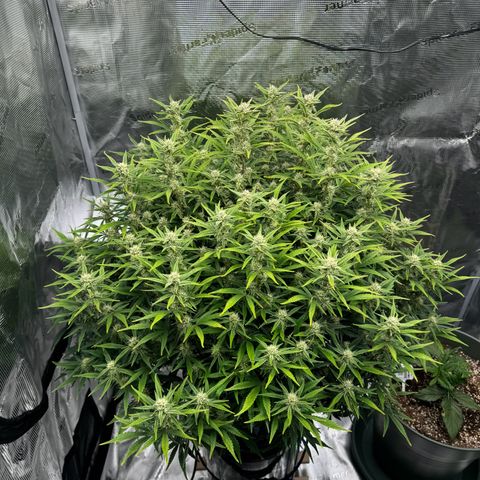 Gorilla Cookies Auto growlog timeline photo