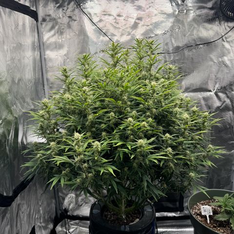 Gorilla Cookies Auto growlog timeline photo