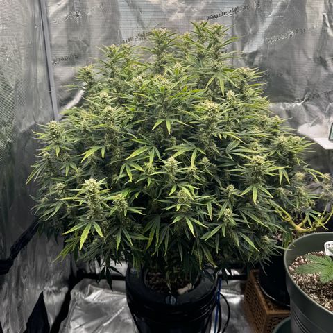 Gorilla Cookies Auto growlog timeline photo