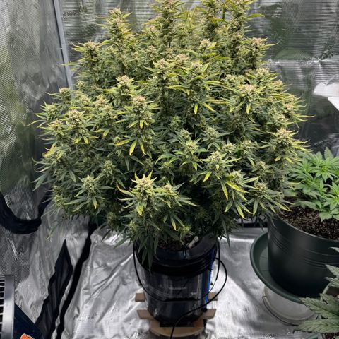 Gorilla Cookies Auto growlog timeline photo