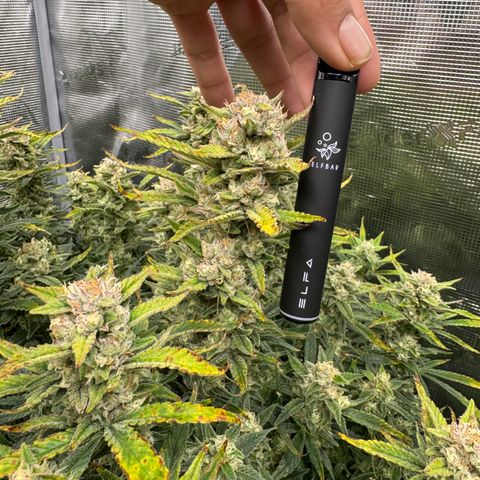 Gorilla Cookies Auto growlog timeline photo