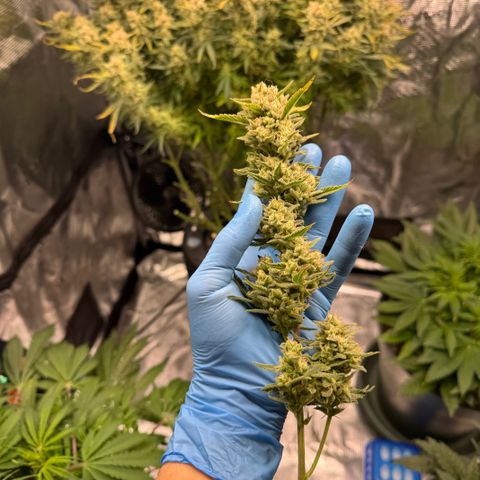 Gorilla Cookies Auto growlog timeline photo