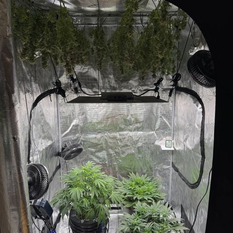 Gorilla Cookies Auto growlog timeline photo