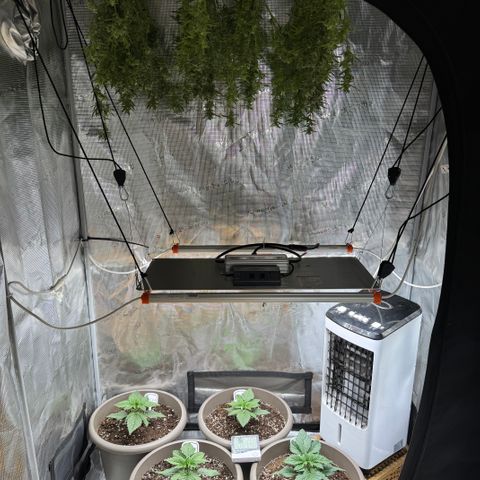 Gorilla Cookies Auto growlog timeline photo